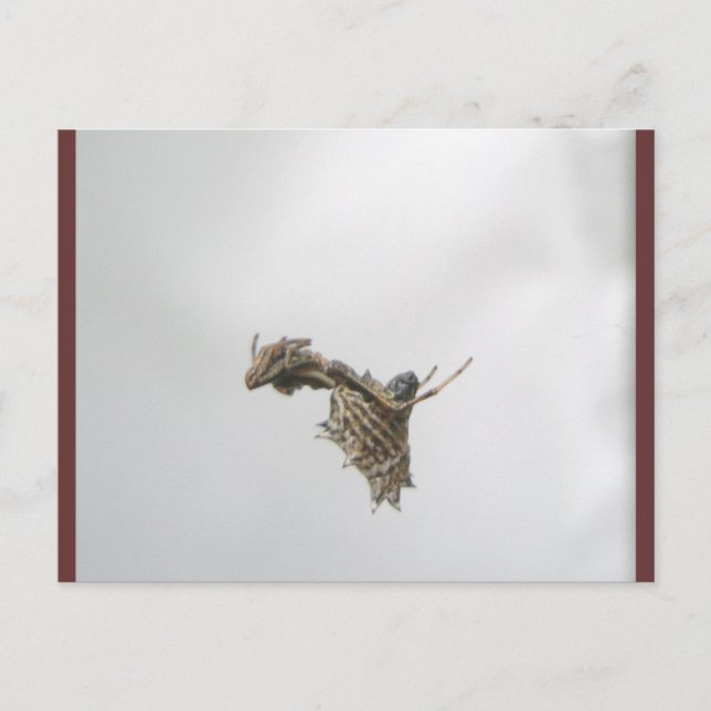 Carte postale de l'araignée Micrathena Orb Weaver (Devant)
