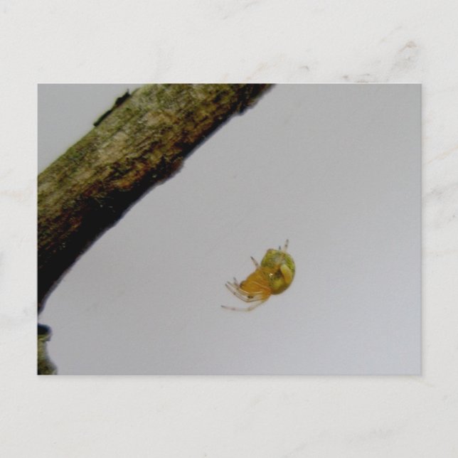 Carte postale de l'araignée tisserande à petite or (Devant)