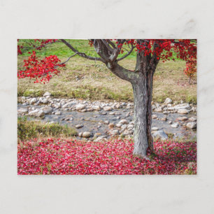 Carte postale de l'arbre d'automne rouge