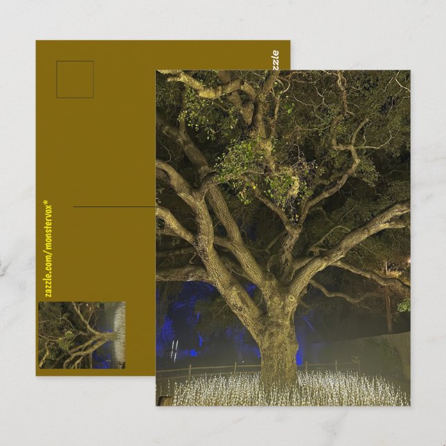 Carte postale de l'Arbre de Lumière (Devant / Derrière)