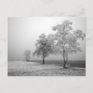 Carte postale de l'arbre d'hiver
