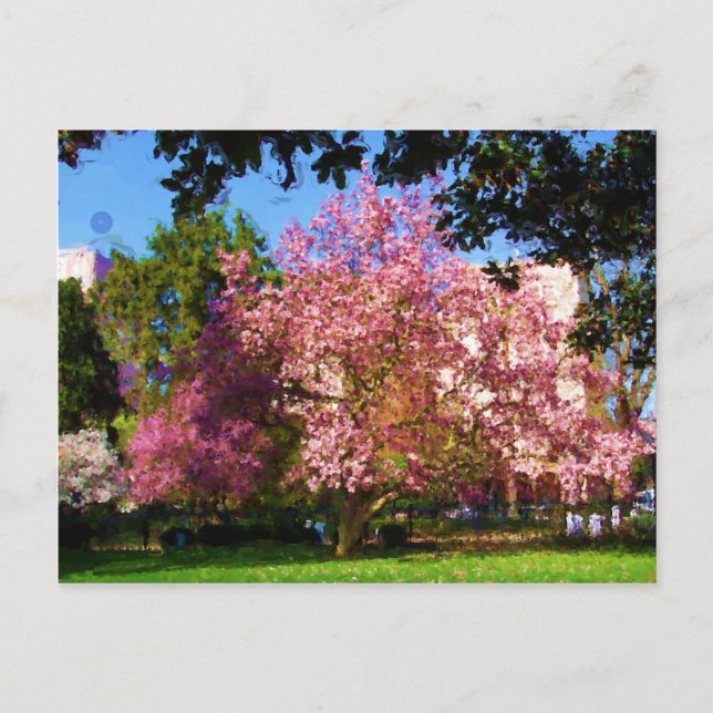 Carte postale de l'arbre Magnolia (Devant)