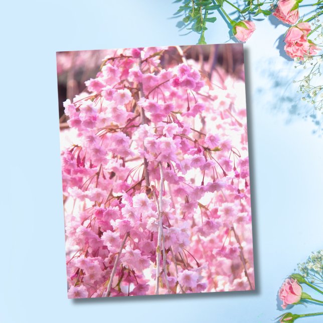 Carte postale de l'arbre pleureur rose (Créateur téléchargé)