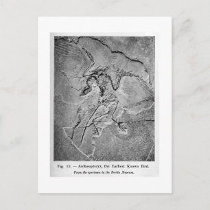Carte postale de l'art Archaeopteryx