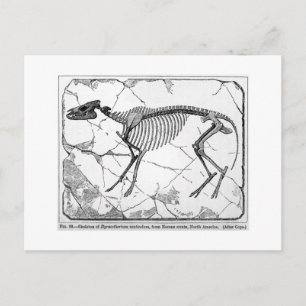 Carte postale de l'art du venticolum Hyracotherium
