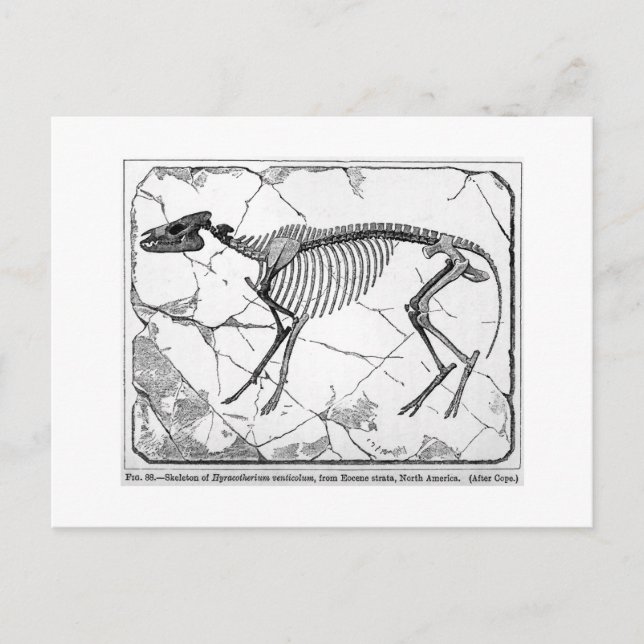Carte postale de l'art du venticolum Hyracotherium (Devant)