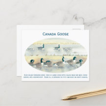 Carte postale de l'art ornithologique vintage Cana