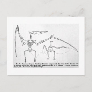Carte postale de l'art squelette Pteranodon