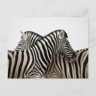 Carte postale de l'aube noir et blanc Zebra