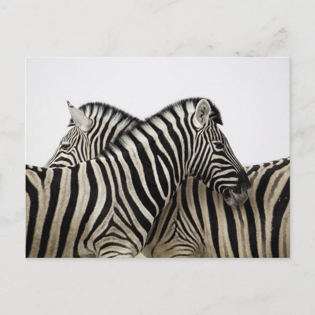 Carte postale de l'aube noir et blanc Zebra (Devant)