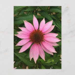 Carte postale de l'échinacée pourpre vif