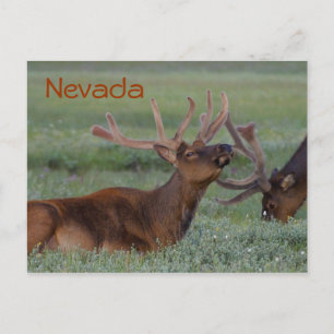 Carte postale de l'élan du Nevada