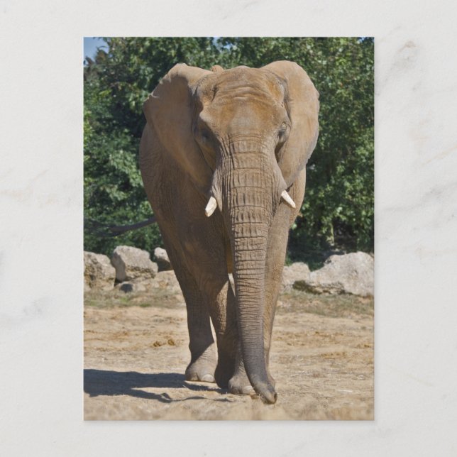 Carte postale de l'éléphant d'Afrique (Devant)