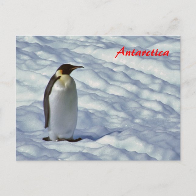 Carte postale de l'empereur Penguin Antarctique (Devant)