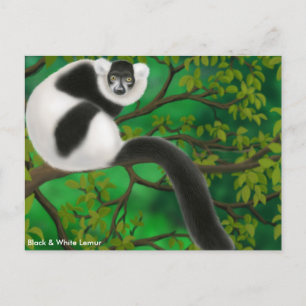 Carte postale de Lémuriens froissés noir et blanc