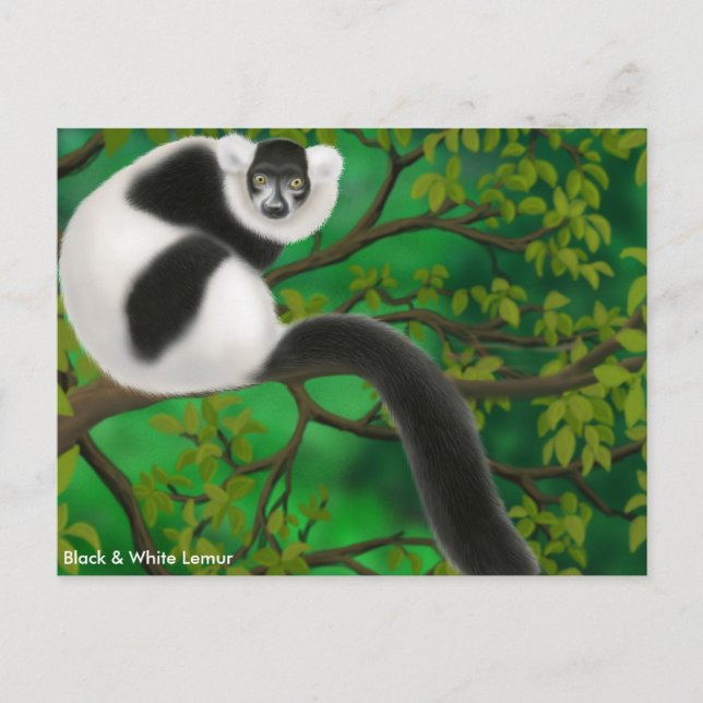 Carte postale de Lémuriens froissés noir et blanc (Devant)