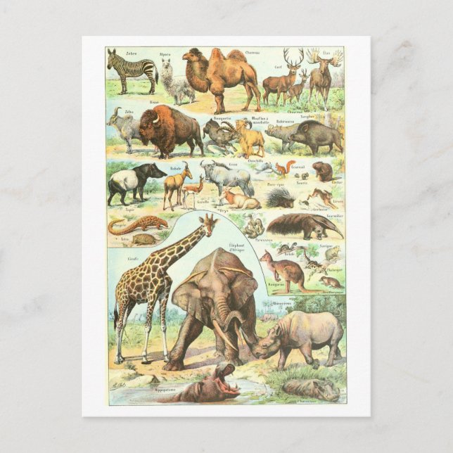 Carte postale de l'Encyclopédie animale vintage (Devant)