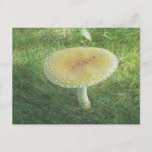 Carte postale de l'énorme champignon jaune