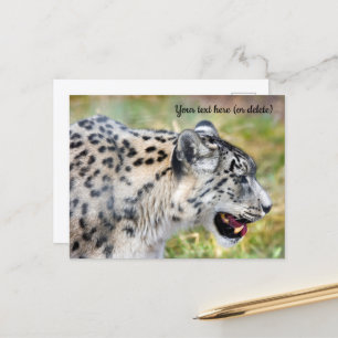 Carte postale de léopard des neiges