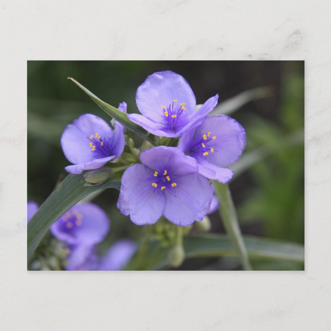 Carte postale de l'épilobe à feuilles de Tradescan (Devant)