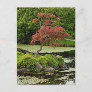 Carte postale de l'érable japonais et de l'étang d