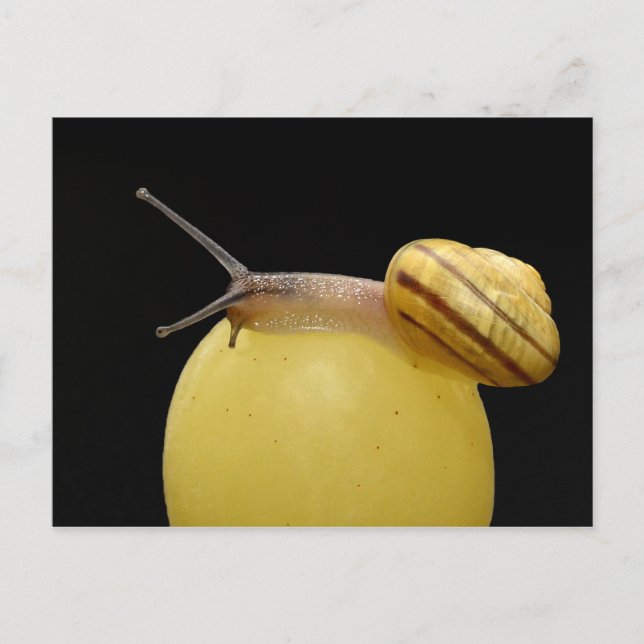 Carte postale de l'escargot (Devant)