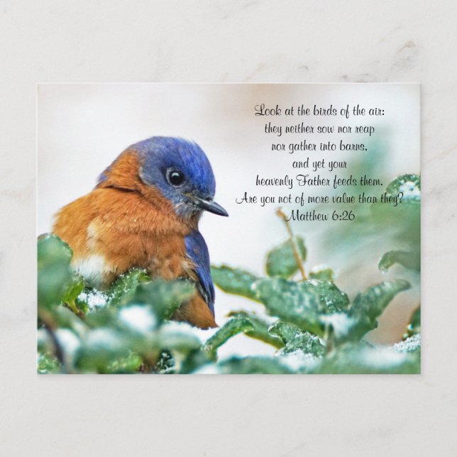Carte postale de l'Est de Bluebird Matthew 6:26 (Devant)