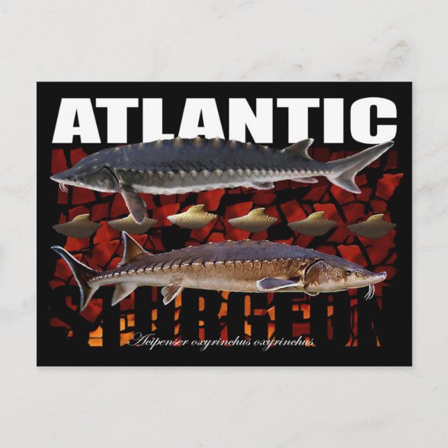 Carte postale de l'esturgeon atlantique (Devant)