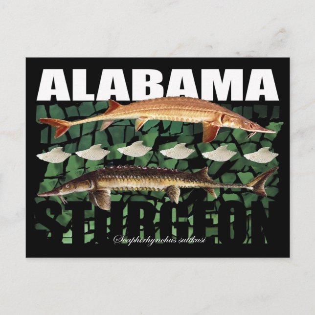 Carte postale de l'esturgeon de l'Alabama (Devant)