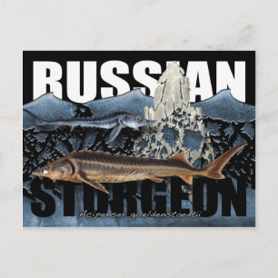 Carte postale de l'esturgeon russe