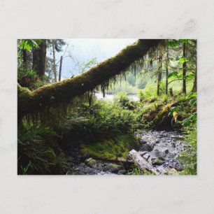 Carte postale de l'État de Washington : Quinault R