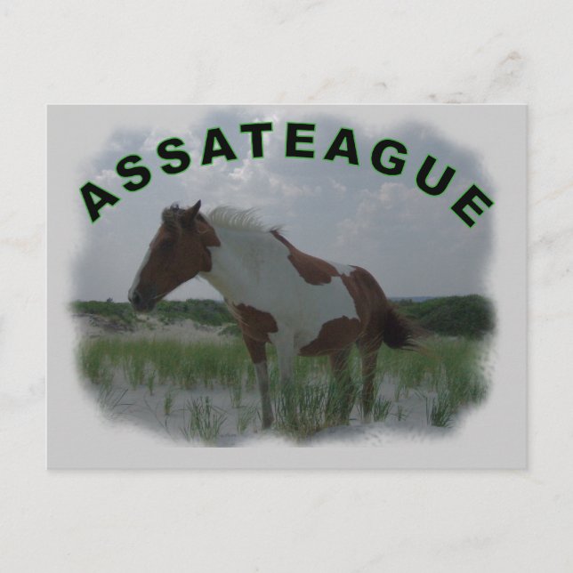 Carte postale de l'île Assateague (Devant)