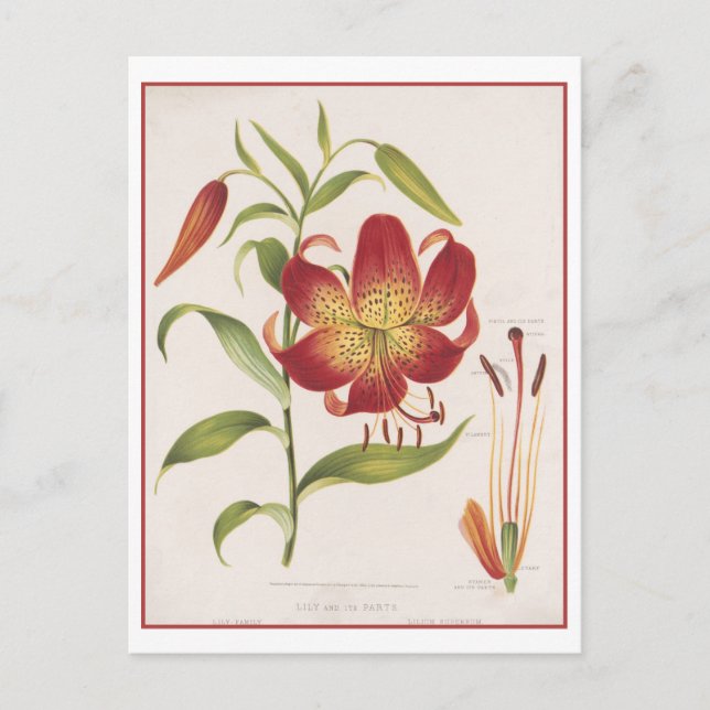 Carte postale de l'illustration botanique vintage  (Devant)