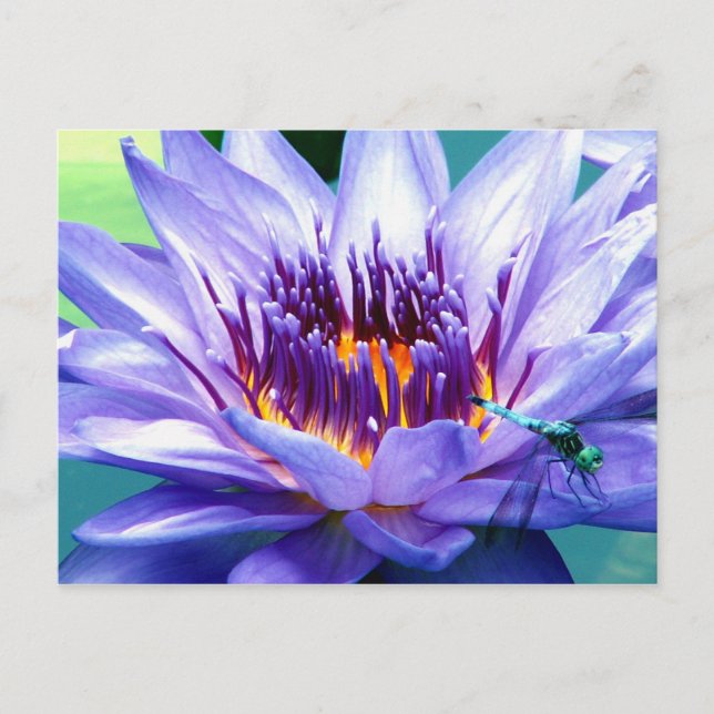 Carte postale de Lilly (Devant)