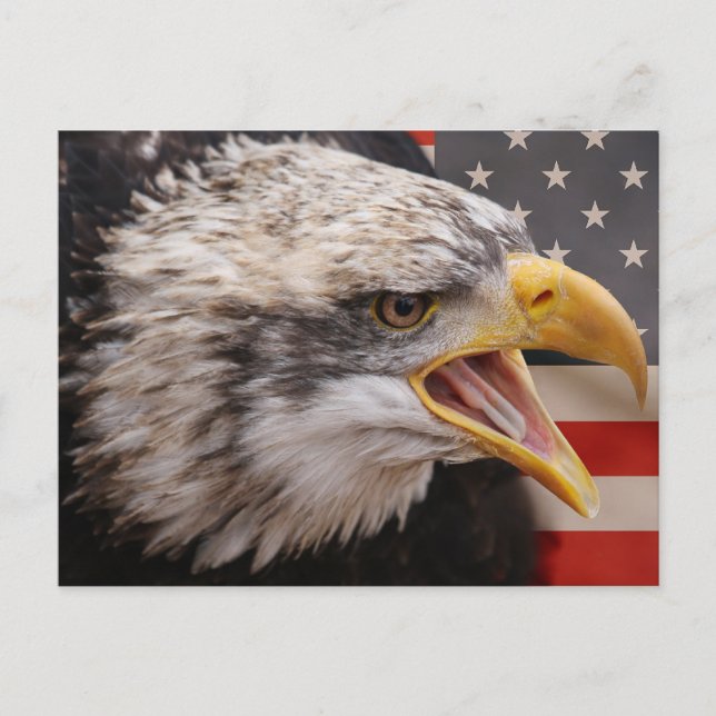 Carte postale de l'image de l'aigle patriotique (Devant)