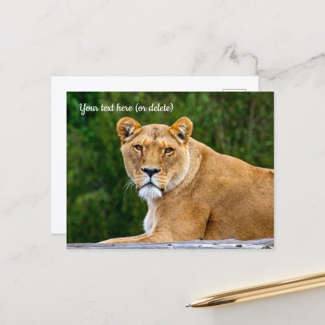 Carte postale de lion (Devant/Arrière en situation)