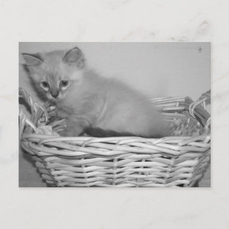 Carte postale de livraison siamoise