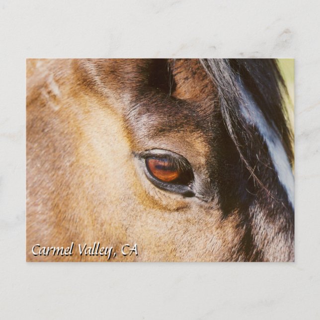 Carte postale de l'oeil du Carmel Valley Horse (Devant)