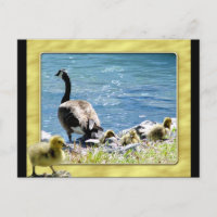 Carte postale de l'Oie canadienne (mère et bébé) 2