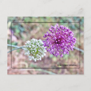 Carte postale de l'oignon de Yorktown – Virginie h