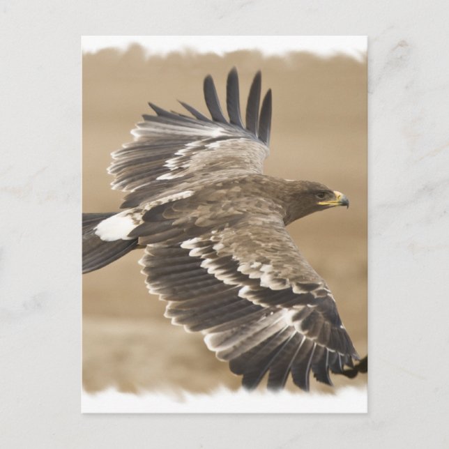 Carte postale de l'oiseau aigle volant (Devant)