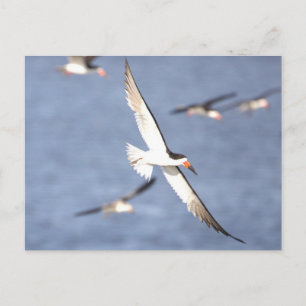 Carte postale de l'oiseau Bec-en-ciseaux noir en v
