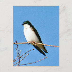 Carte postale de l'oiseau d'hirondelle d'arbre