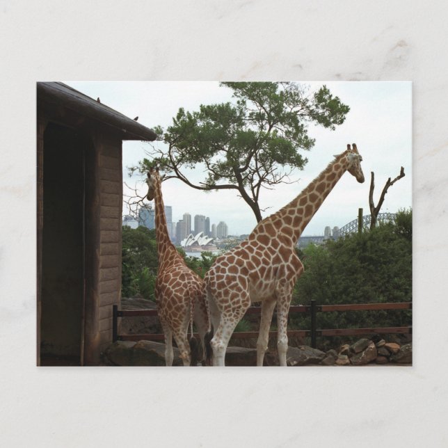 Carte postale de l'Opéra de Sydney (Devant)