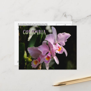 Carte postale de l'orchidée de Cattleya