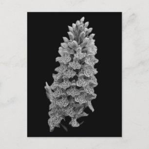 Carte postale de l'orchidée du Nord