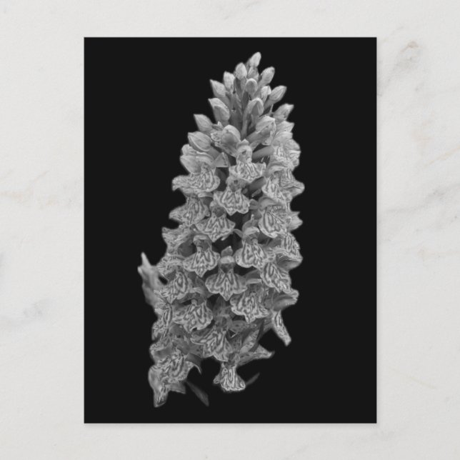 Carte postale de l'orchidée du Nord (Devant)