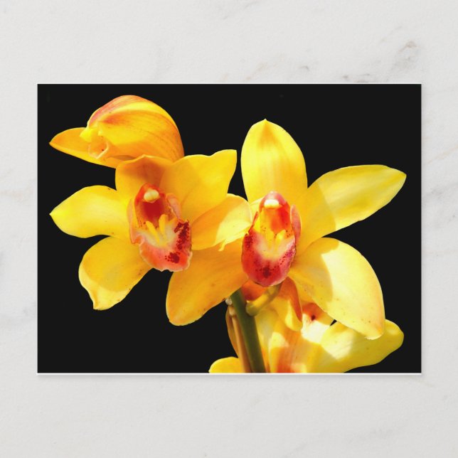 Carte postale de l'orchidée jaune (Devant)