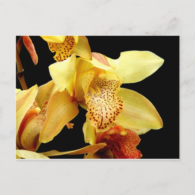 Carte postale de l'orchidée jaune pâle (Devant)