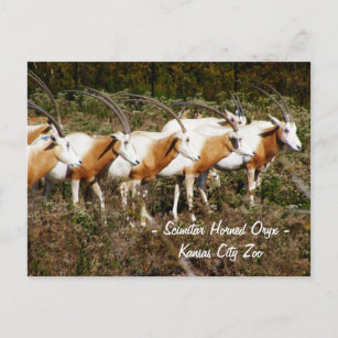 Carte postale de l'oryx à cornes scimitales